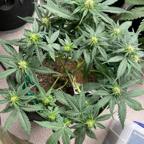 Auto Critical Orange Punch growlog timeline photo