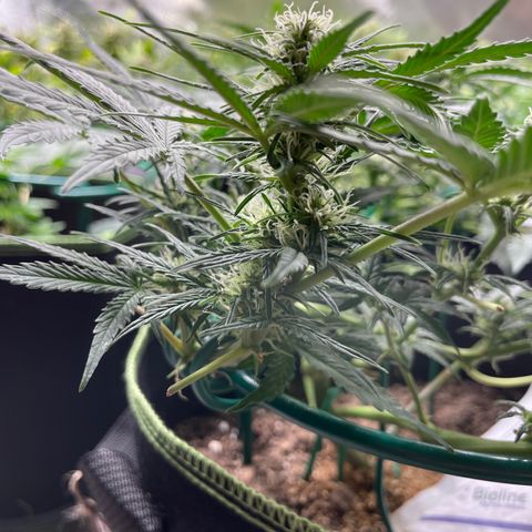 Auto Purple Kush growlog timeline photo