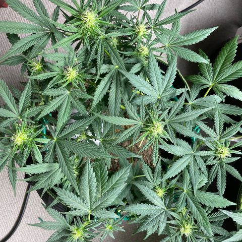 Auto Purple Kush growlog timeline photo