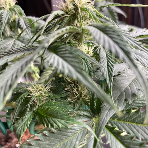 Auto Critical Orange Punch growlog timeline photo