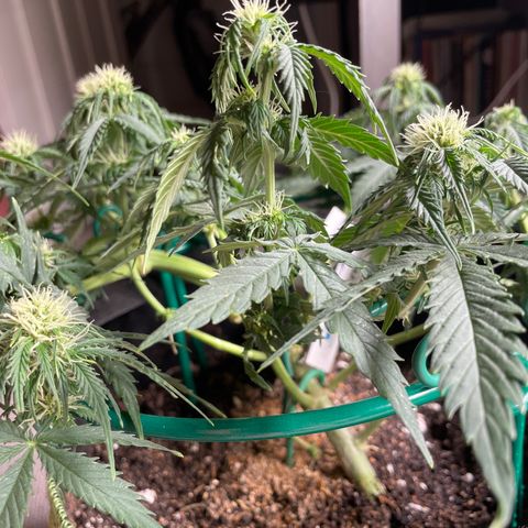 Auto Critical Orange Punch growlog timeline photo