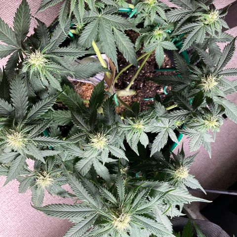 Auto Critical Orange Punch growlog timeline photo