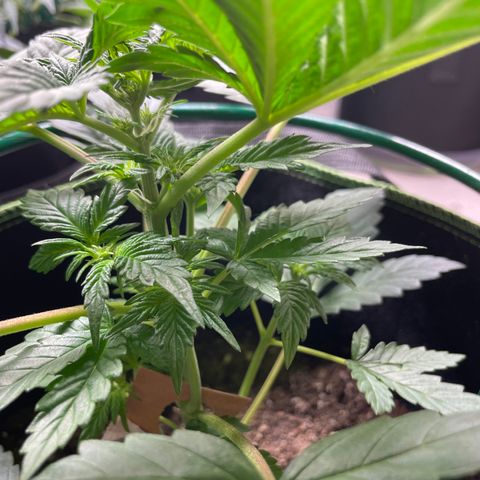 Creme de la Chem growlog timeline photo