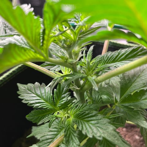 Creme de la Chem growlog timeline photo