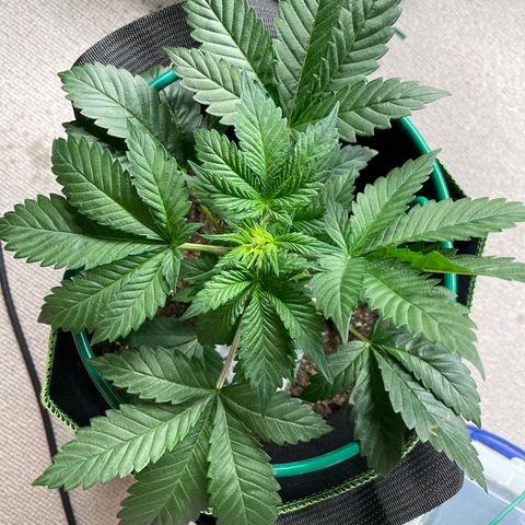 Creme de la Chem growlog timeline photo