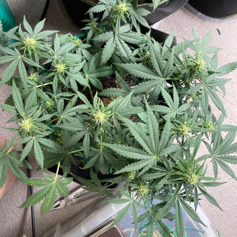 Auto Purple Kush growlog timeline photo