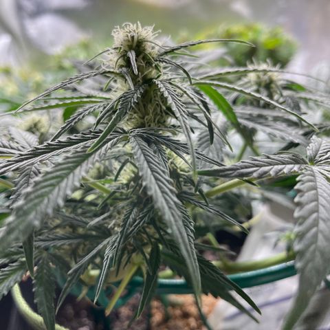 Auto Purple Kush growlog timeline photo