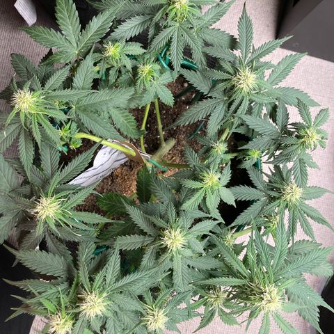 Auto Critical Orange Punch growlog timeline photo