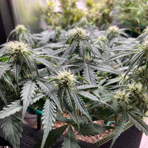 Auto Critical Orange Punch growlog timeline photo