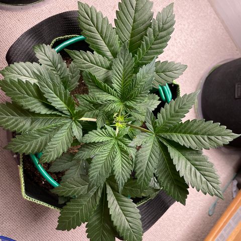 Creme de la Chem growlog timeline photo