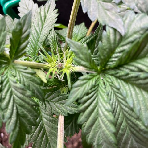 Creme de la Chem growlog timeline photo