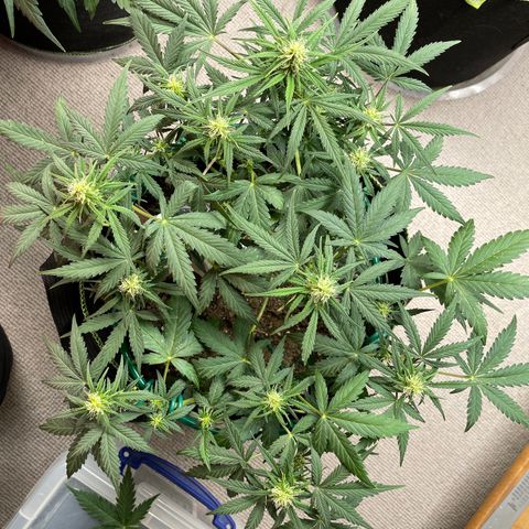 Auto Purple Kush growlog timeline photo