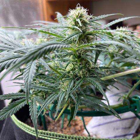 Auto Purple Kush growlog timeline photo