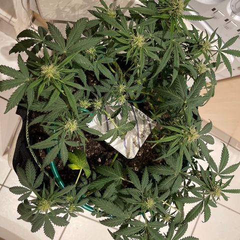 Auto Purple Kush growlog timeline photo