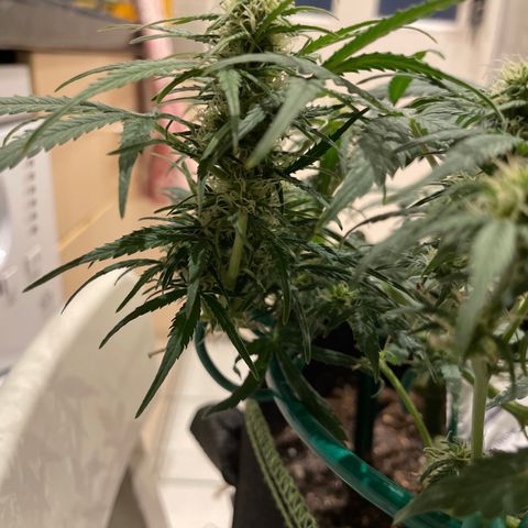 Auto Purple Kush growlog timeline photo