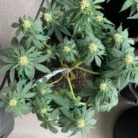 Auto Critical Orange Punch growlog timeline photo