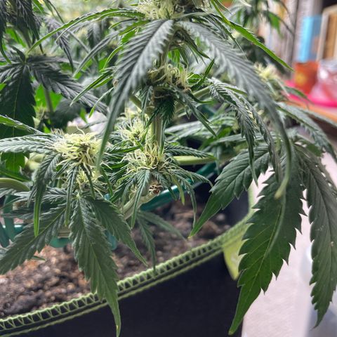 Auto Critical Orange Punch growlog timeline photo