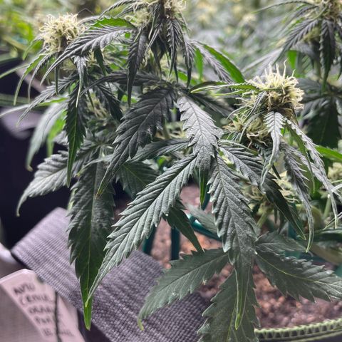 Auto Critical Orange Punch growlog timeline photo
