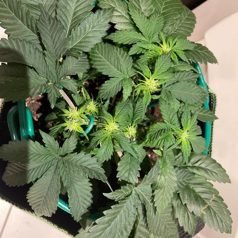 Creme de la Chem growlog timeline photo