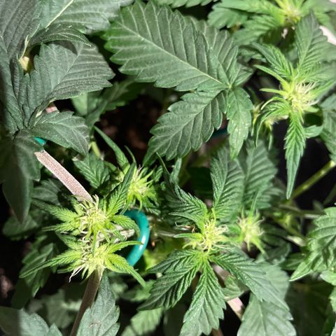 Creme de la Chem growlog timeline photo