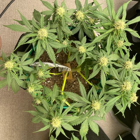 Auto Critical Orange Punch growlog timeline photo