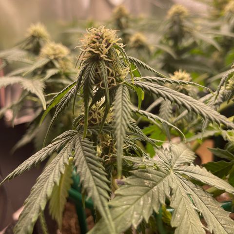 Auto Critical Orange Punch growlog timeline photo