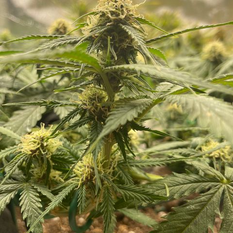 Auto Critical Orange Punch growlog timeline photo