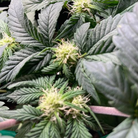 Creme de la Chem growlog timeline photo