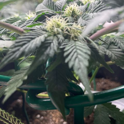 Creme de la Chem growlog timeline photo