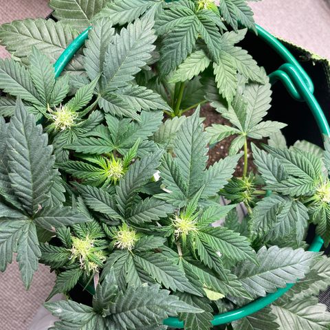 Creme de la Chem growlog timeline photo