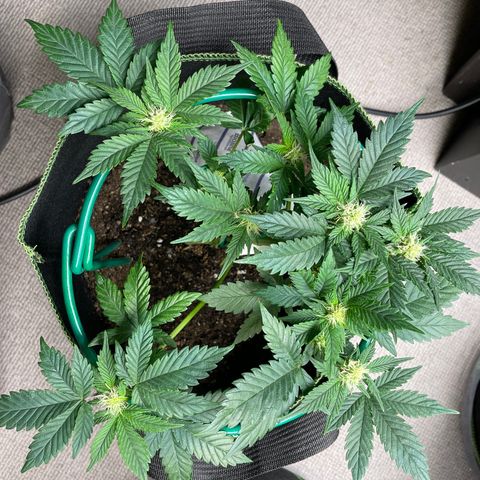Creme de la Chem growlog timeline photo