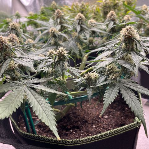 Auto Critical Orange Punch growlog timeline photo