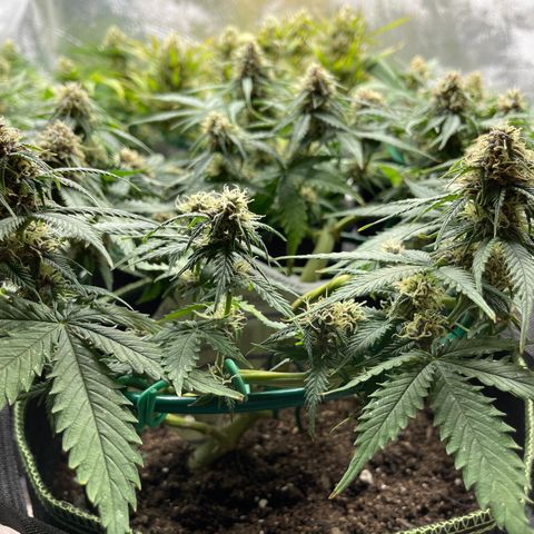 Auto Critical Orange Punch growlog timeline photo