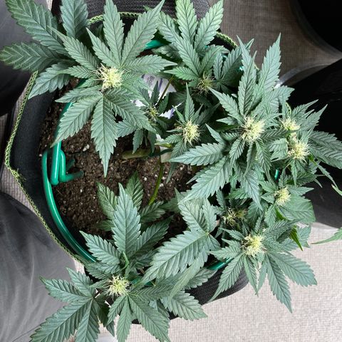 Creme de la Chem growlog timeline photo