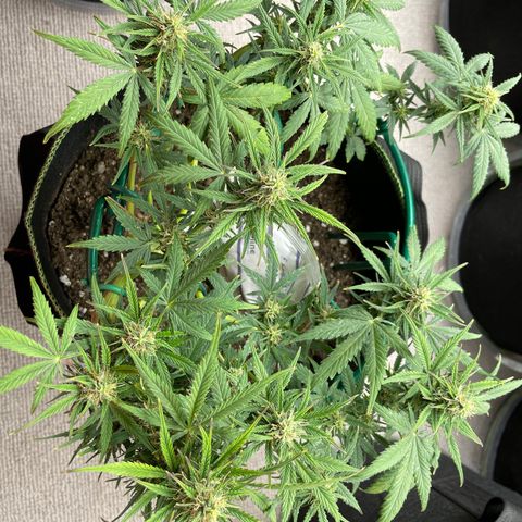 Auto Purple Kush growlog timeline photo