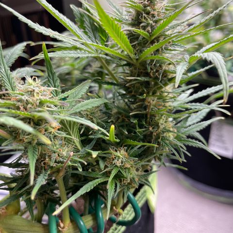 Auto Purple Kush growlog timeline photo