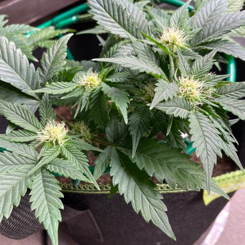 Creme de la Chem growlog timeline photo