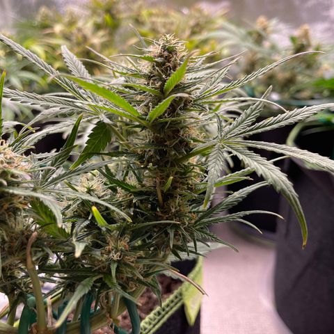 Auto Purple Kush growlog timeline photo