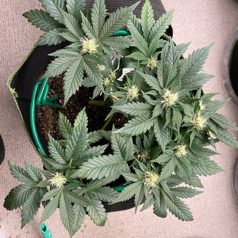 Creme de la Chem growlog timeline photo