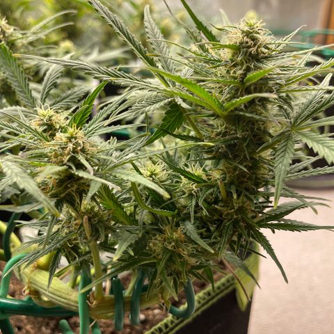 Auto Purple Kush growlog timeline photo