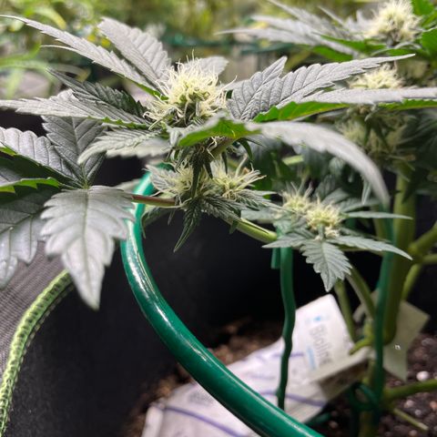 Creme de la Chem growlog timeline photo