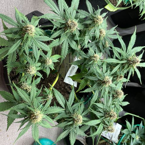 Auto Critical Orange Punch growlog timeline photo