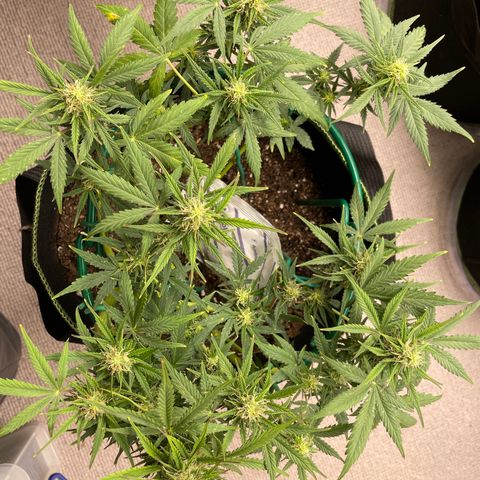 Auto Purple Kush growlog timeline photo