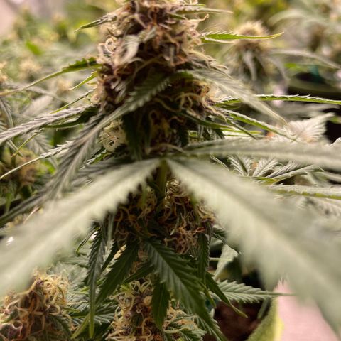 Auto Critical Orange Punch growlog timeline photo