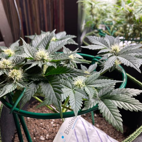 Creme de la Chem growlog timeline photo