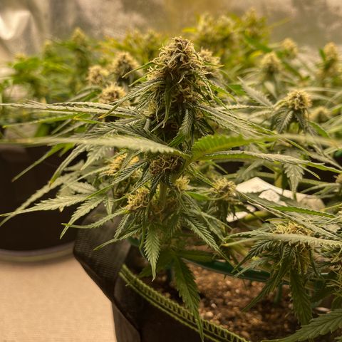 Auto Critical Orange Punch growlog timeline photo