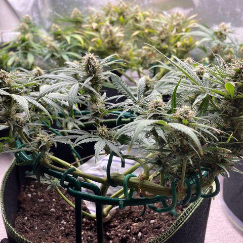 Auto Purple Kush growlog timeline photo