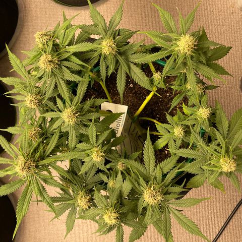 Auto Critical Orange Punch growlog timeline photo