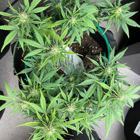 Auto Purple Kush growlog timeline photo