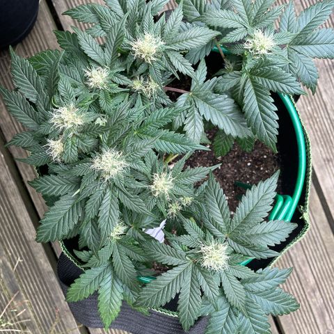 Creme de la Chem growlog timeline photo